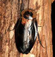 Image of Death's Head Cockroach