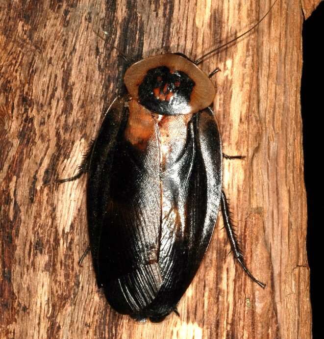 Image of Death's Head Cockroach