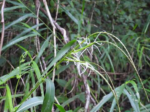 Image of Tripsacum jalapense De Wet & Brink