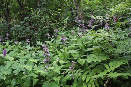 Image of Nepeta manchuriensis S. Moore