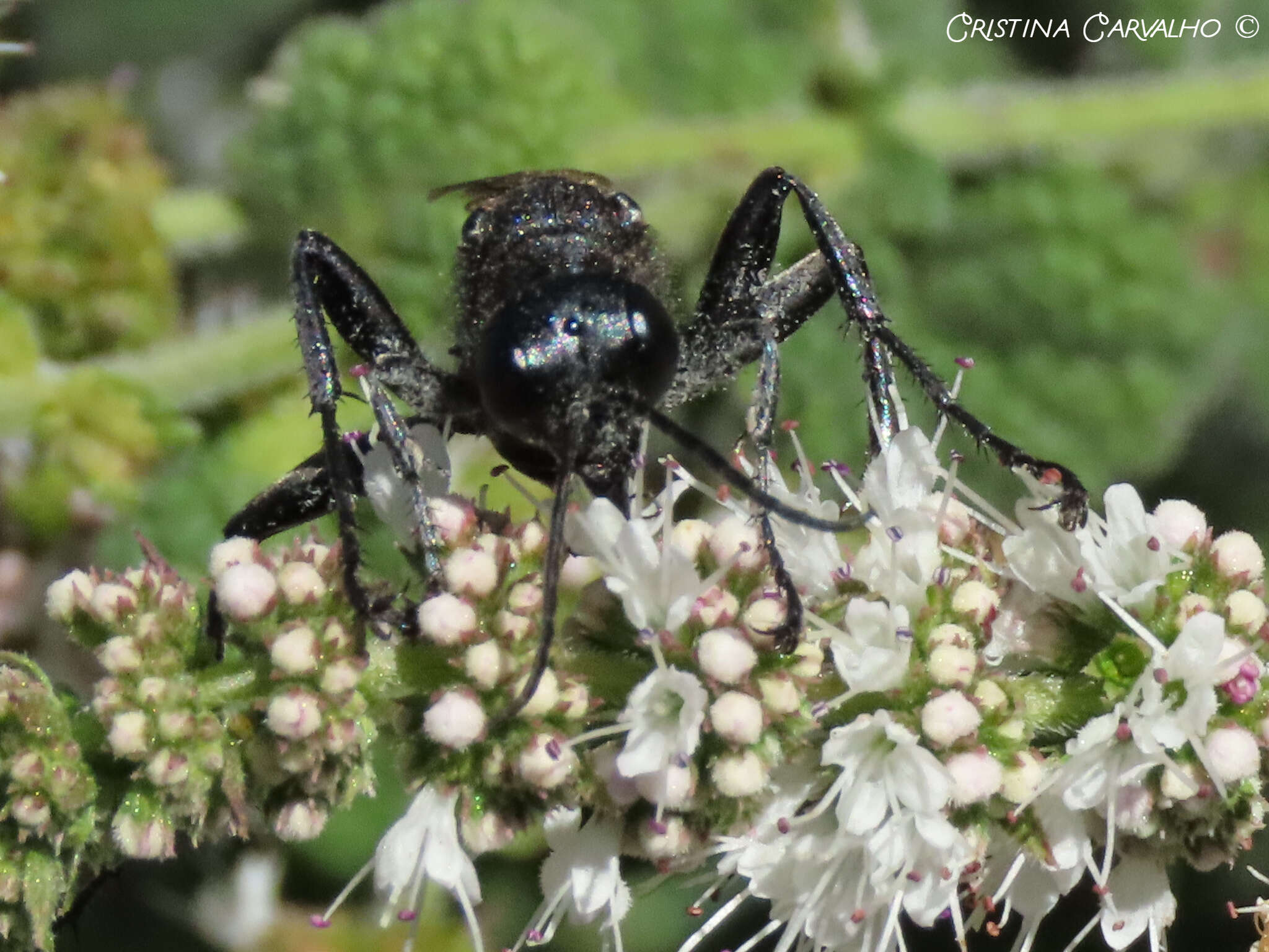 Prionyx subfuscatus (Dahlbom 1845) resmi