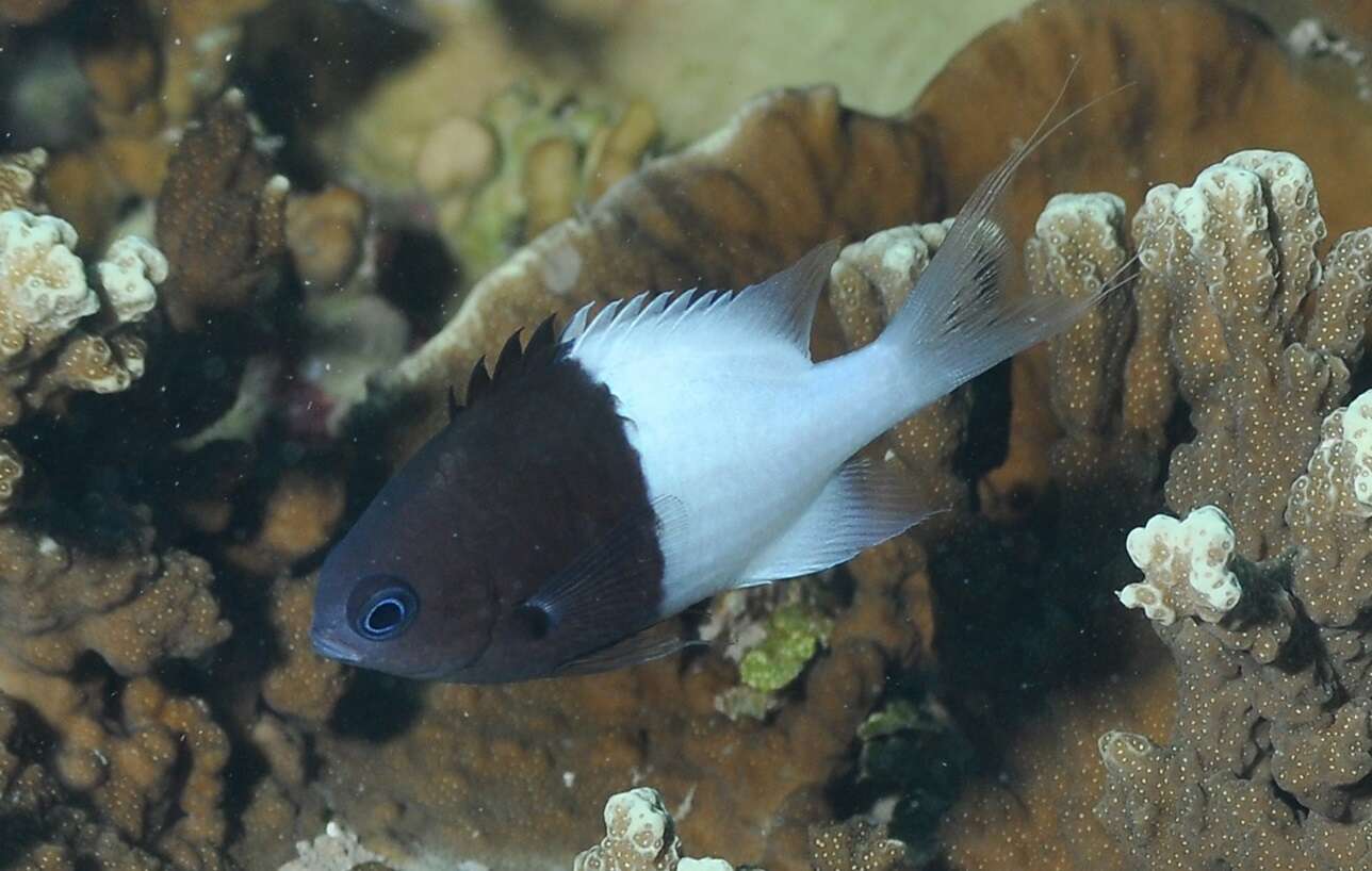 Image of Chromis iomelas Jordan & Seale 1906