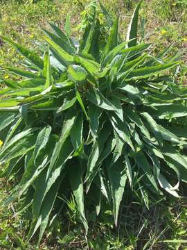 Image of Saussurea pseudotilesii Lipsch.