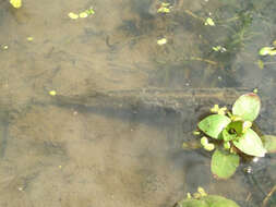 Image of Redfin Pickerel