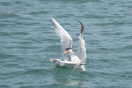 Image of Elegant Tern