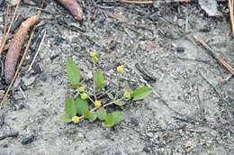 Слика од Euphorbia ipecacuanhae L.