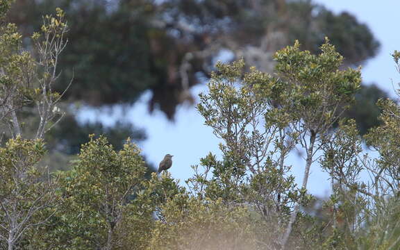 Image of Smoky Bush Tyrant