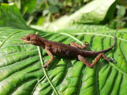 Image of Tropical Anole