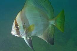 Image of Humpback batfish