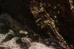 Image of Zebra clingfish