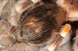 Image of Mexican Red Knee Tarantula