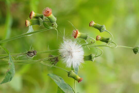 Image of ragleaf