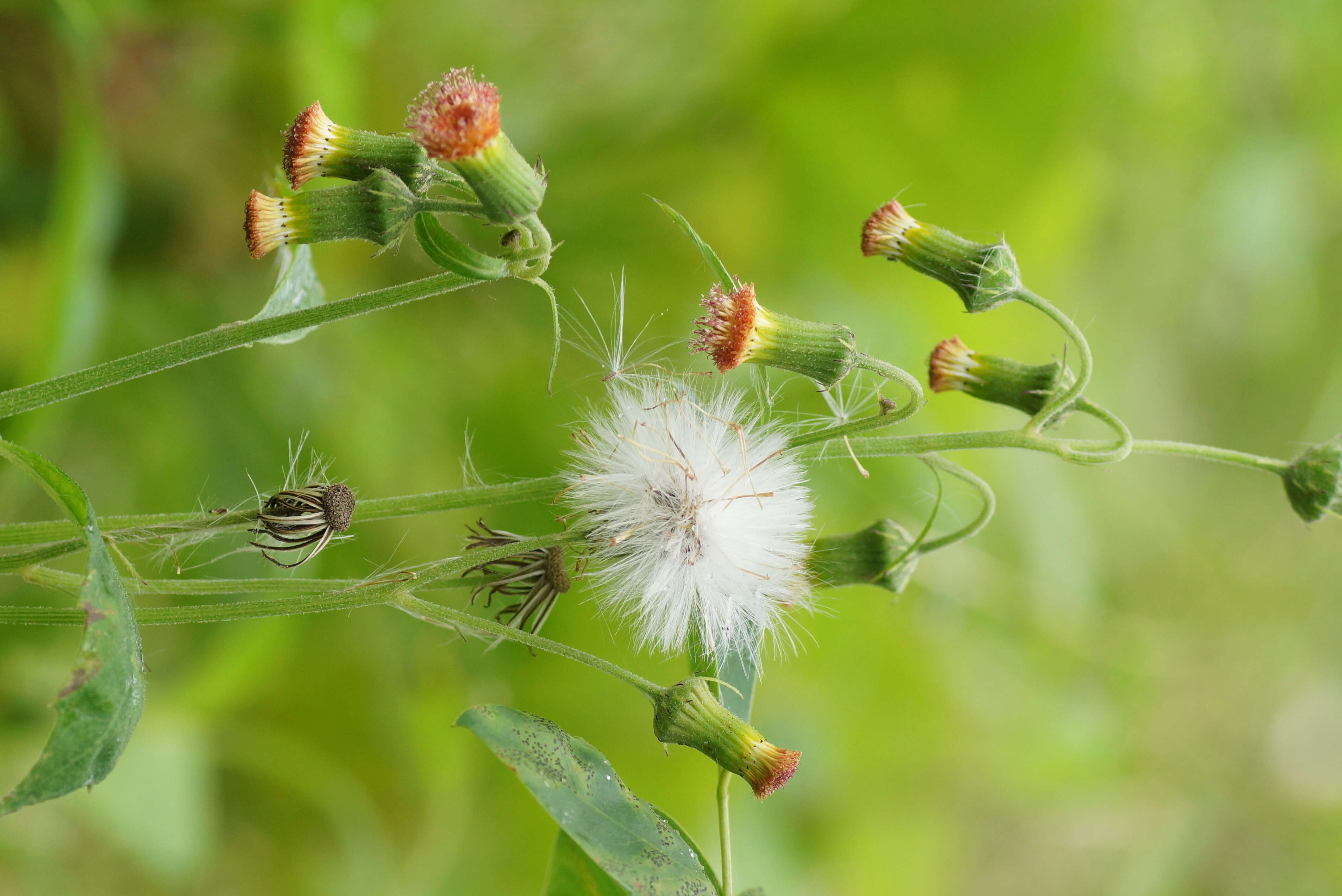 Image of ragleaf