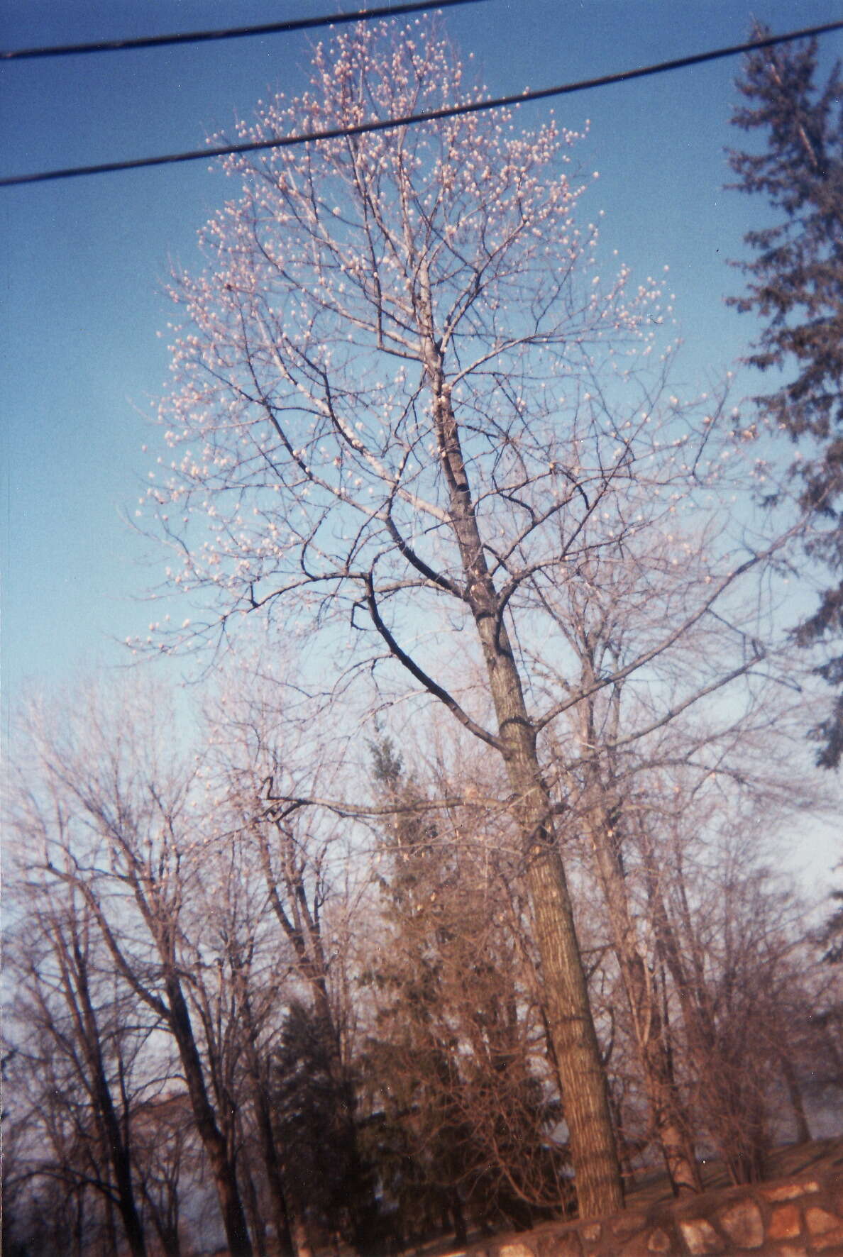 Image of Tulip tree