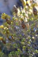 Imagem de Pteronia ciliata Thunb.