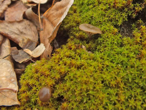 Image of Clitocybe barbularum (Romagn.) P. D. Orton 1960