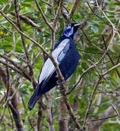 Image of Gymnoderus Geoffroy Saint-Hilaire & É 1809