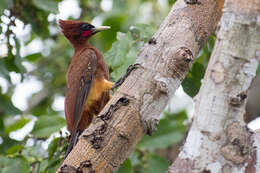 Image of Chestnut Woodpecker