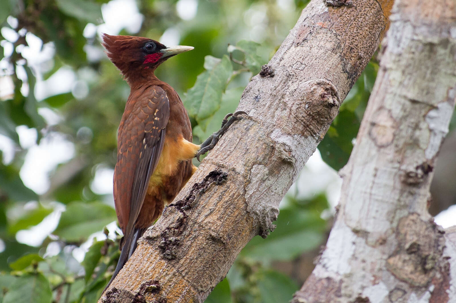 Image of Chestnut Woodpecker