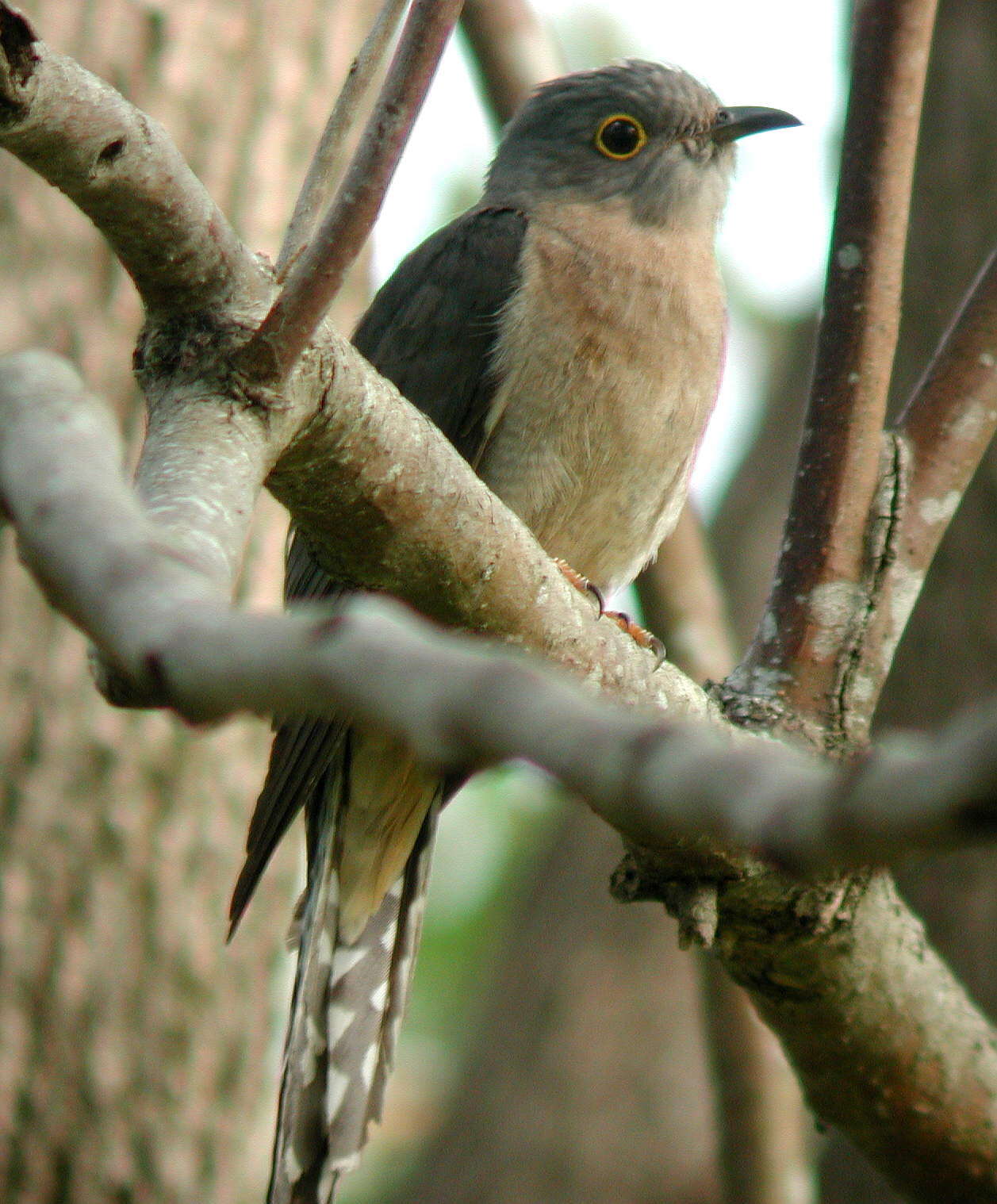 Image of Fan-tailed Cuckoo