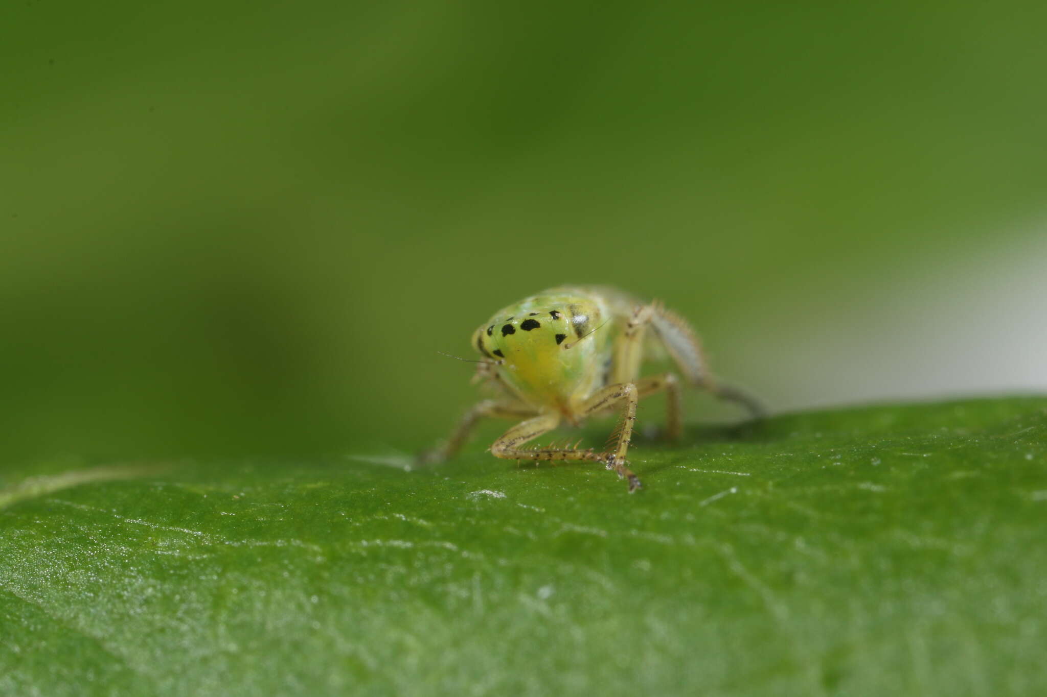 Plancia ëd Graphocraerus