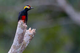 Image of Tellow-tufted Woodpecker