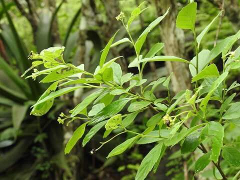 Image of Varronia foliosa (Mart. & Gal.) A. Borhidi