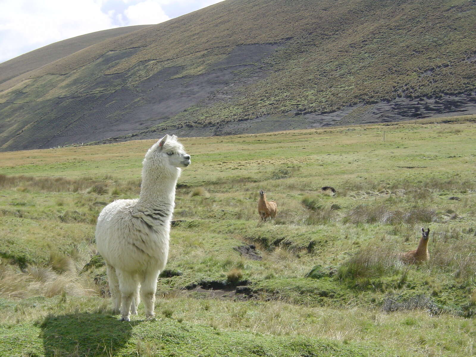 Image of Alpaca