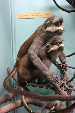 Image of Black-cheeked White-nosed Monkey