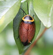 Image of Ellipsidion reticulatum Saussure 1864