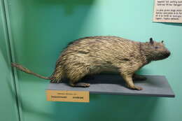 Image of Brush-tailed porcupine