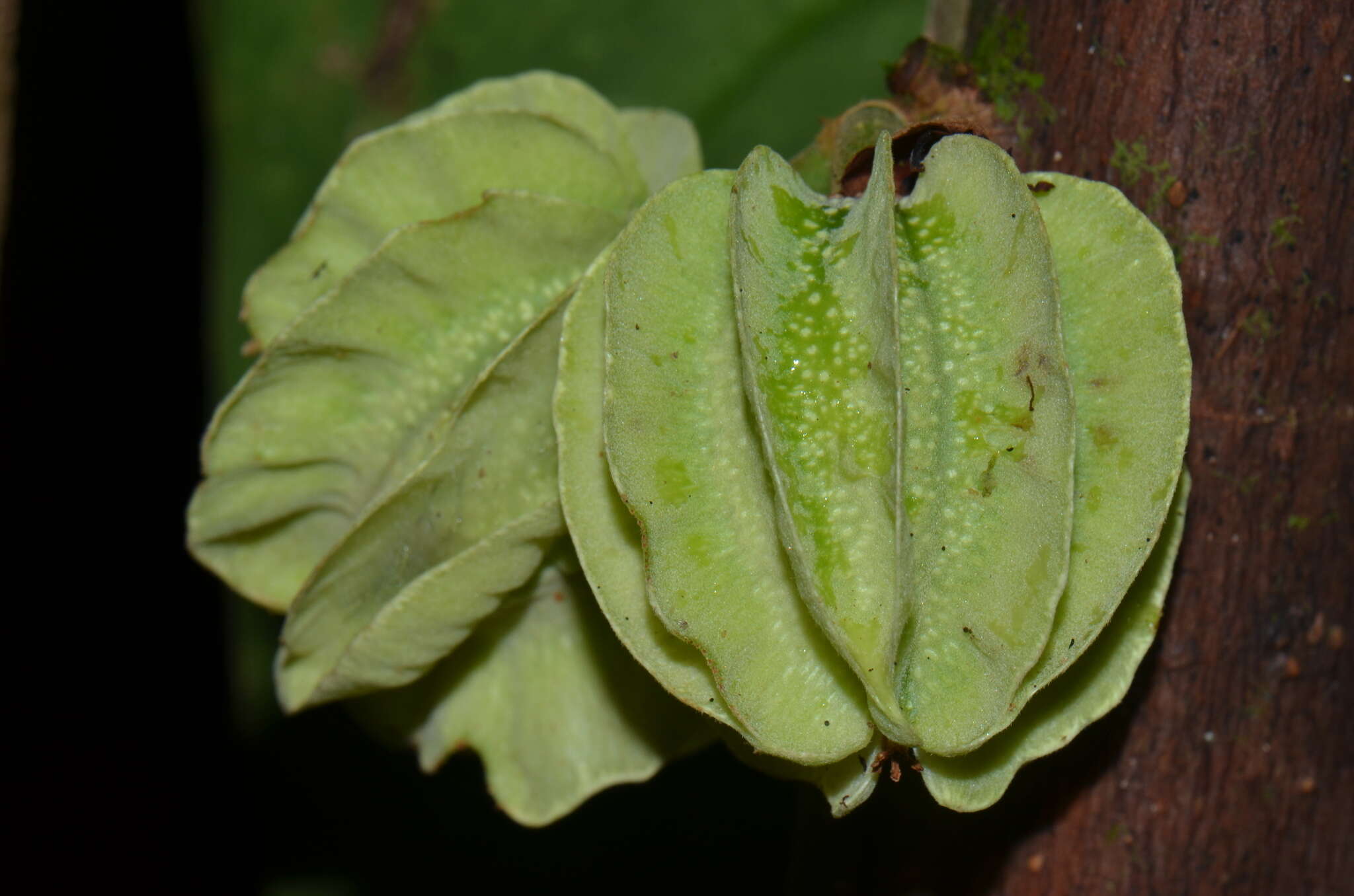 Image of Carpotroche platyptera Pittier