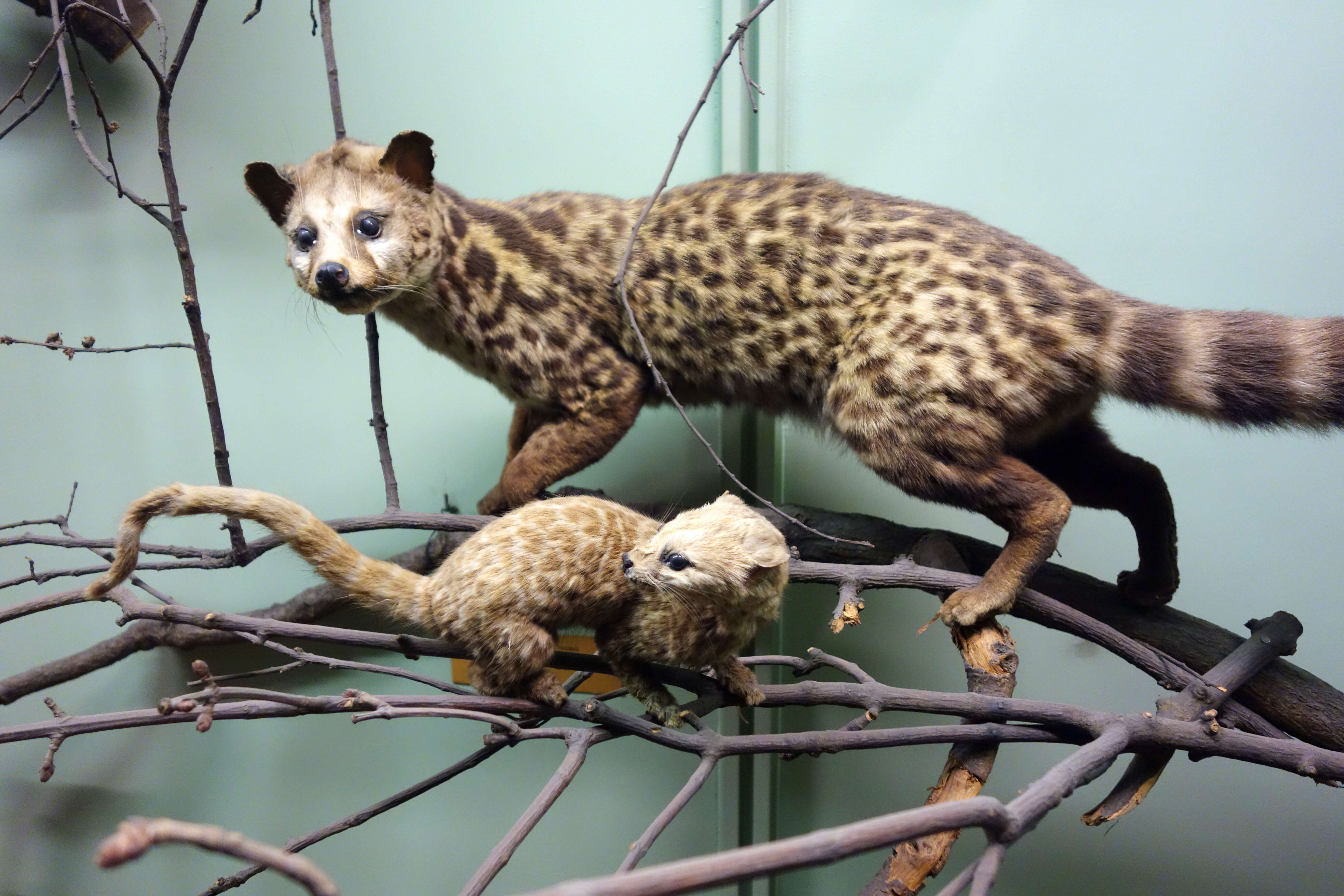 Image of Cape Genet