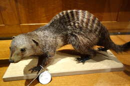 Image of Banded mongooses