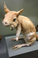 Image of South African Spring Hare