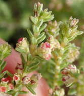 Image of Erica serrata Thunb.