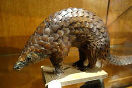 Image of tree pangolin