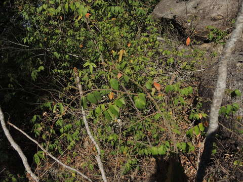 Image of Rhus terebinthifolia Schltdl. & Cham.