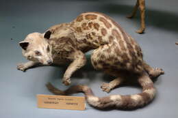 Image of Cape Genet