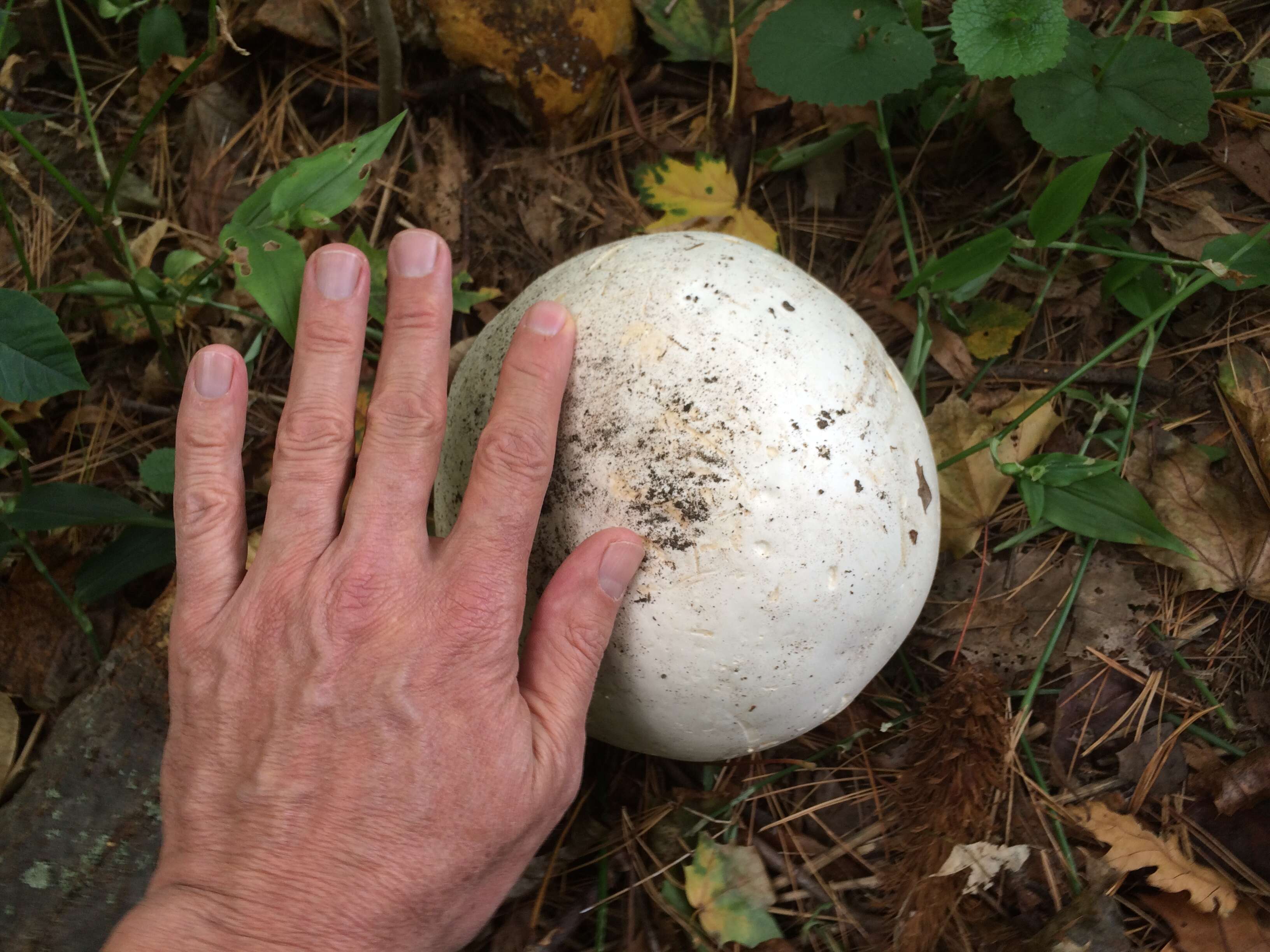 Image of Calvatia gigantea (Batsch) Lloyd 1904