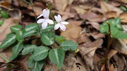 Image de Pseuderanthemum variabile (R. Br.) Radlk.