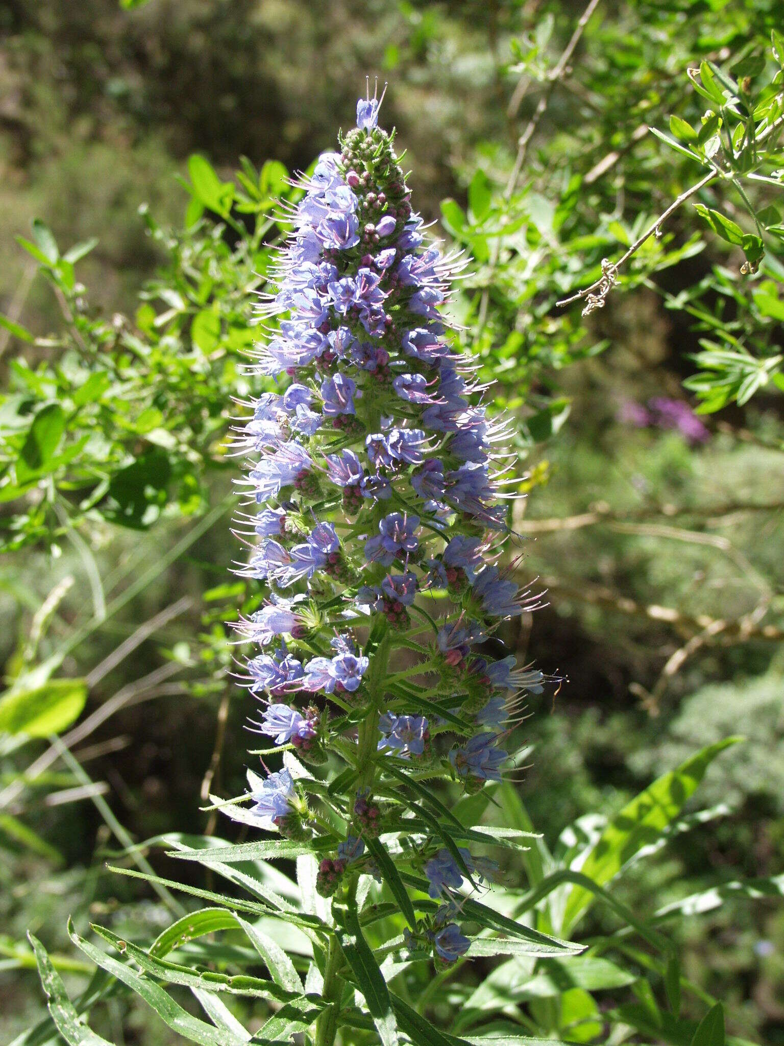 Echium webbii Coincy的圖片