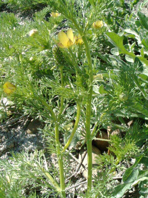 Image of Adonis microcarpa DC.