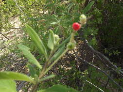 Image of black sage