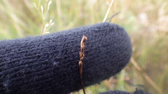 Image of Pacific Bog Sedge