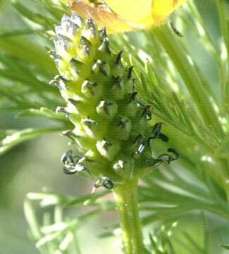 Image of Adonis microcarpa DC.