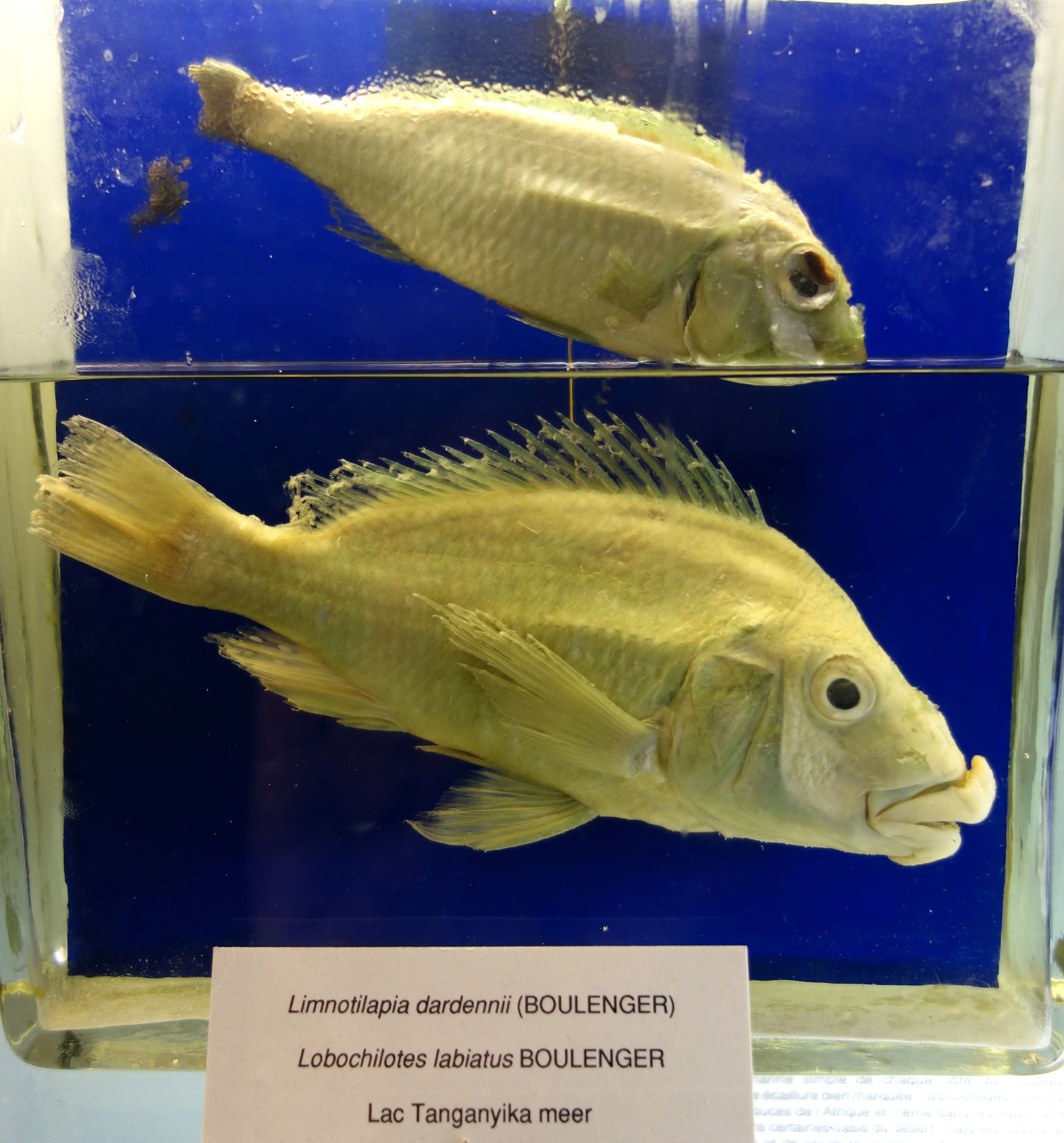 Image of Limnotilapia