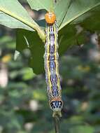 Image of Red-humped Oakworm