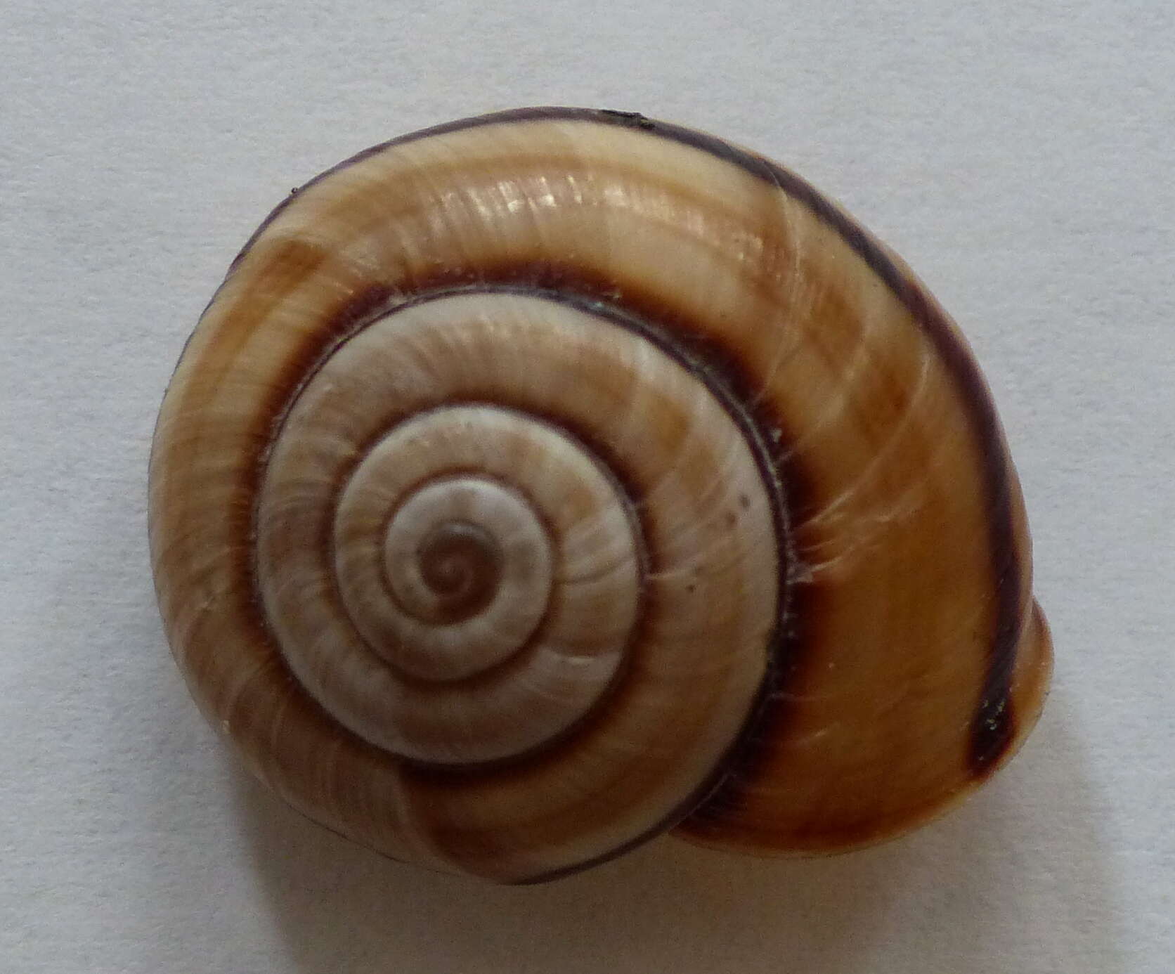 Image de Chilostoma cingulatum (Studer 1820)