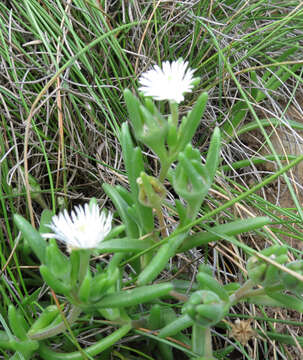 صورة Delosperma brevisepalum L. Bol.